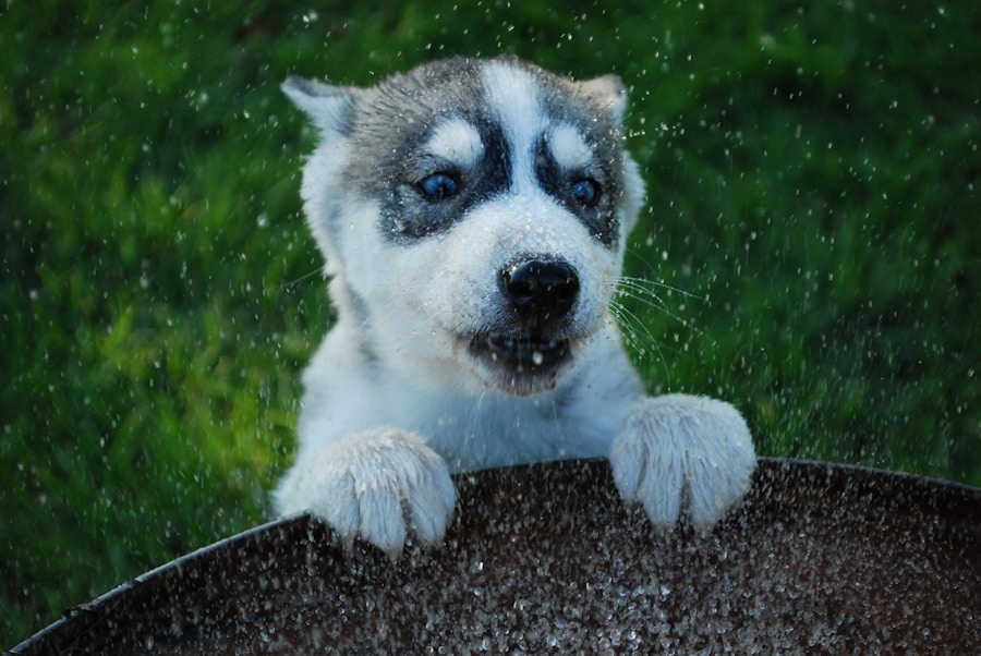 Photo Powder eyebrows